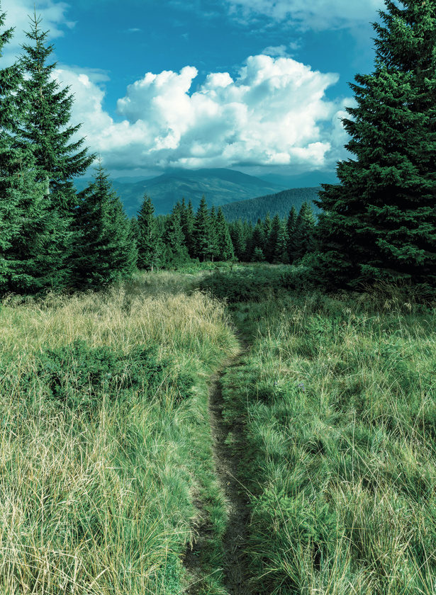 A path through a meadow towards forest and mountains